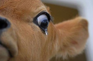 COW - TEARS