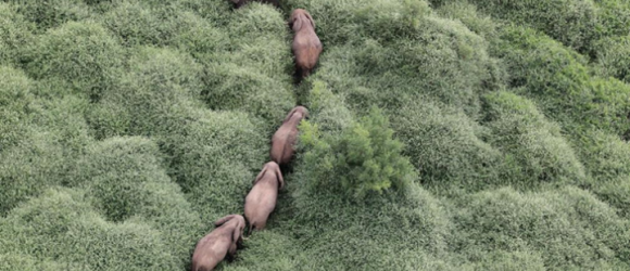 DSWT â€“ The Lifeline For Orphaned Elephants