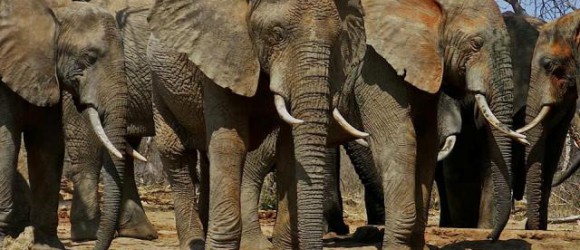 DSWT â€“ David Sheldrick Wildlife Trust Videos