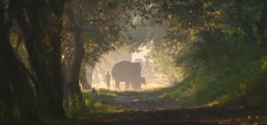 ELEPHANT FAMILY 2