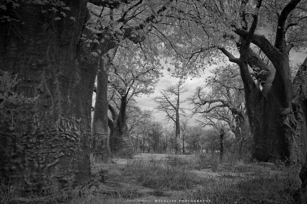 FRED 3 LONE TREE IN DISTANCE