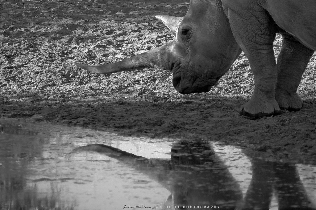 FRED 3 - RHINO REFLECTION