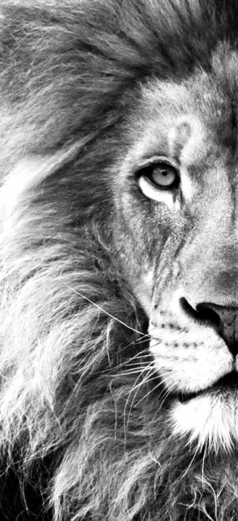 LION - B-W2 - cropped