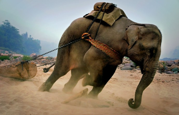 Every Working Elephant Has A Wounded Soul And A Broken HeartCreating
