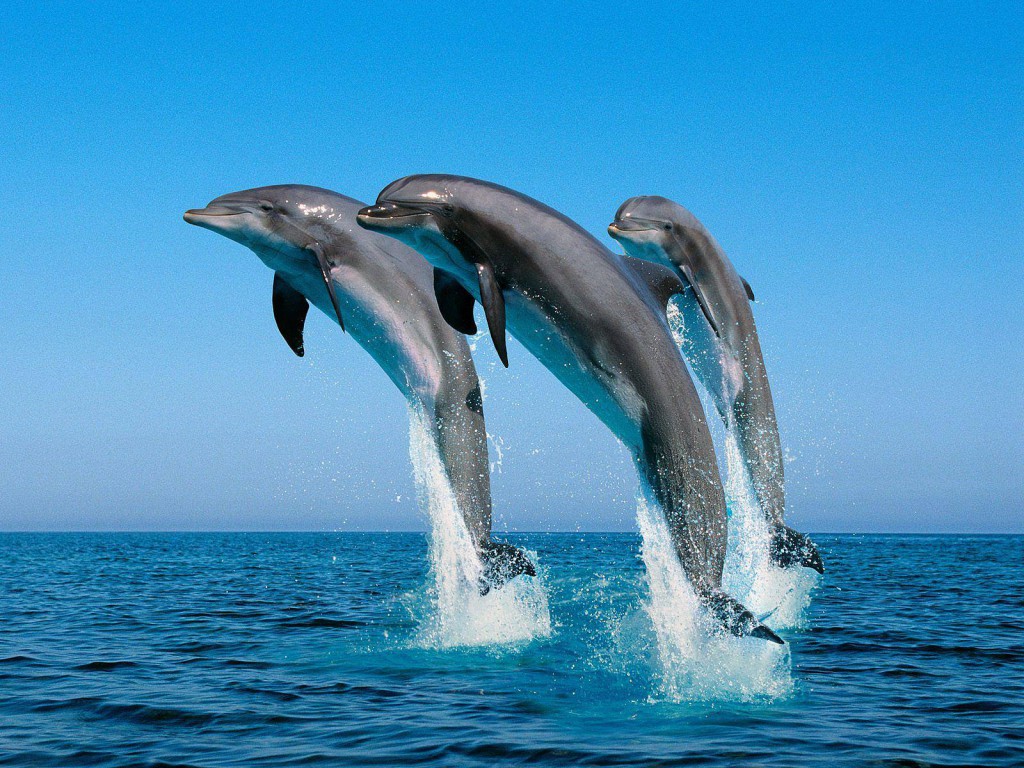 DOLPHINS 2