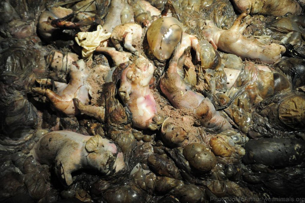 PIG - DUMPSTER AT A PIG FACTORY FARM