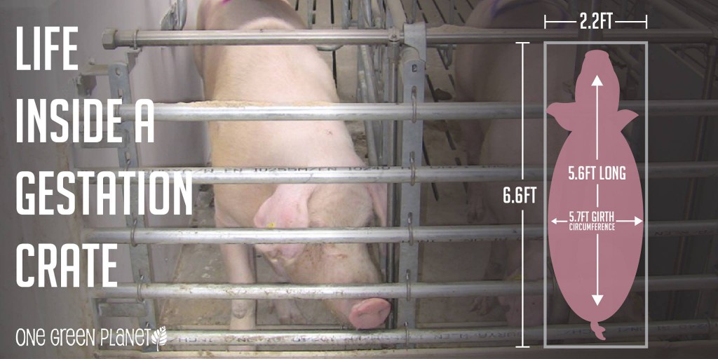 PIG - GESTATION CRATE