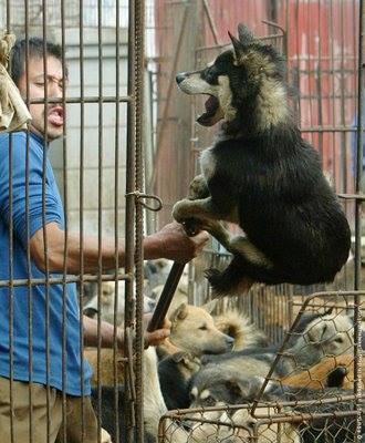 what is dog and cat meat trade