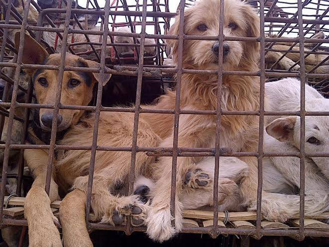 DOG - MEAT TRADE