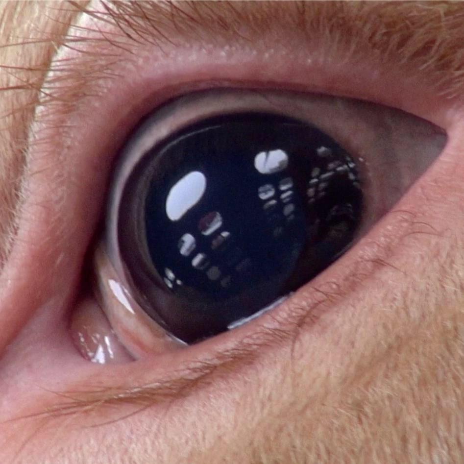 Pig Tales by Iggy Oink 55Creating Animal Awareness