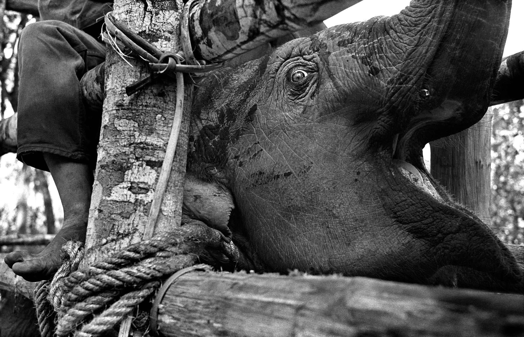 The Tragedy Of Elephant SlaveryCreating Animal Awareness