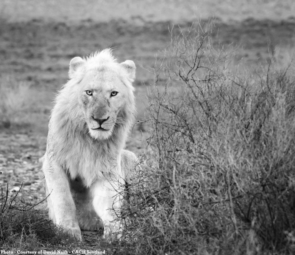 LIONS - DAVID NASH