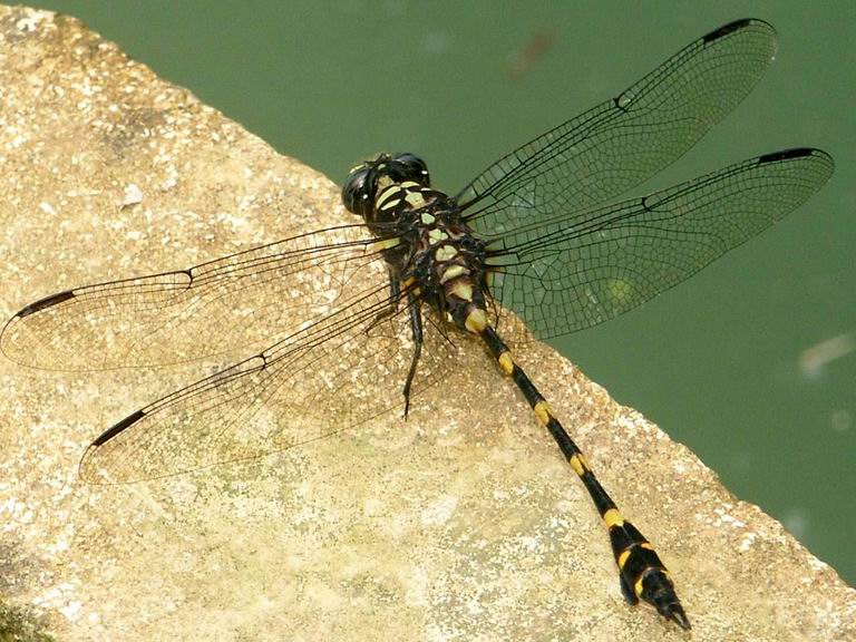 DRAGONFLY