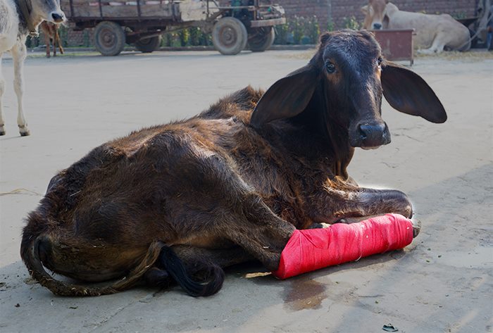 COWS - INJURED