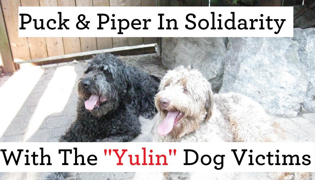 Z - YULIN