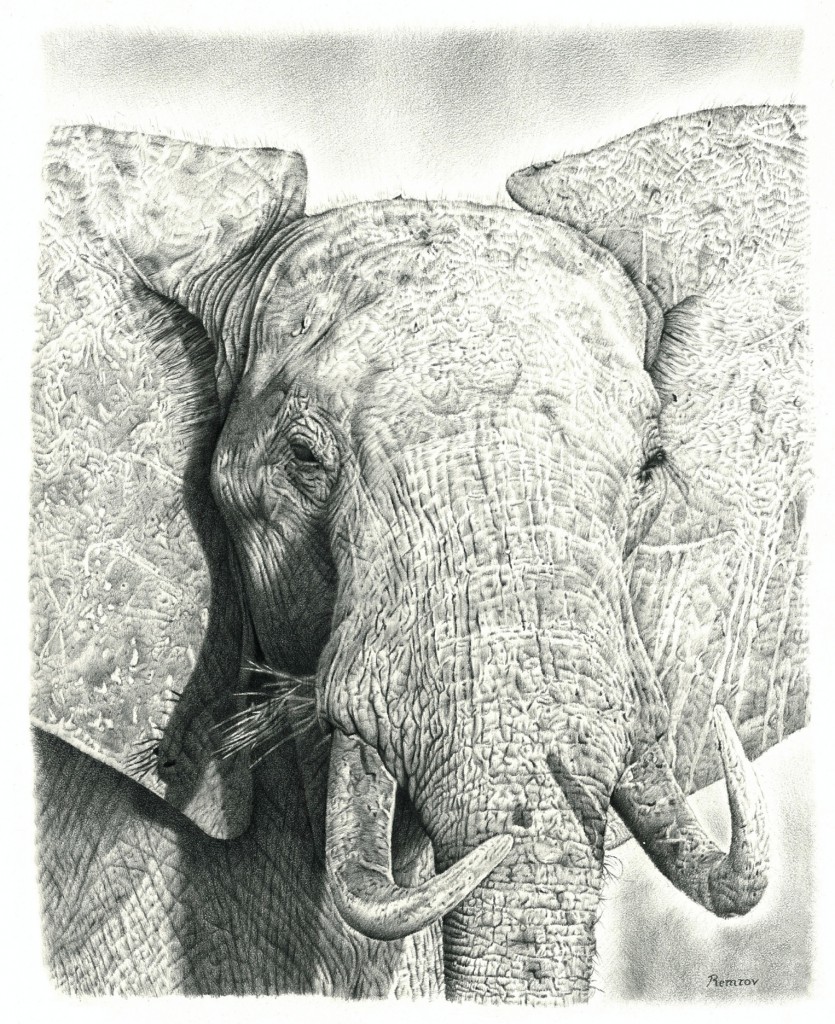 VORMER - ELEPHANT