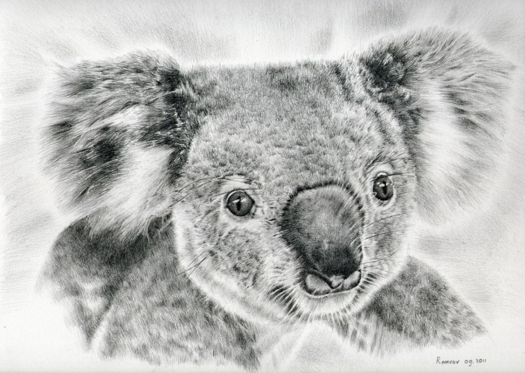 VORMER - KOALA