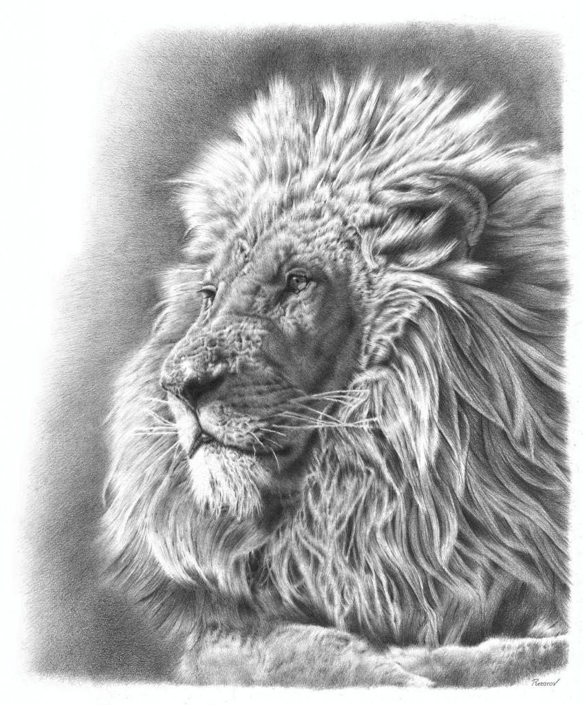 VORMER - LION PROFILE