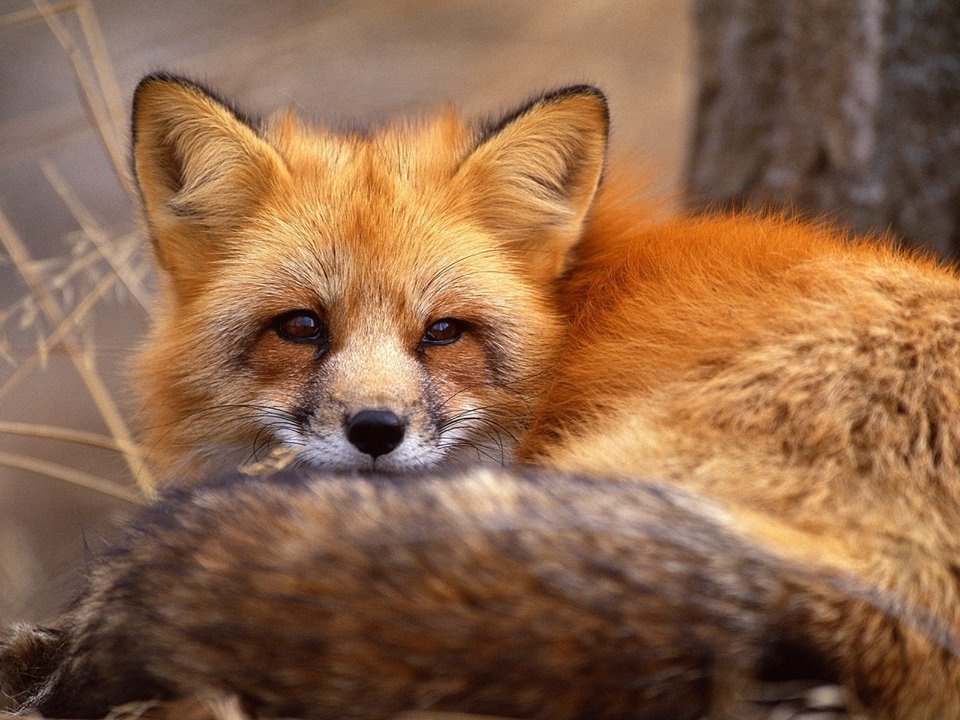 FOX - CURLED UP