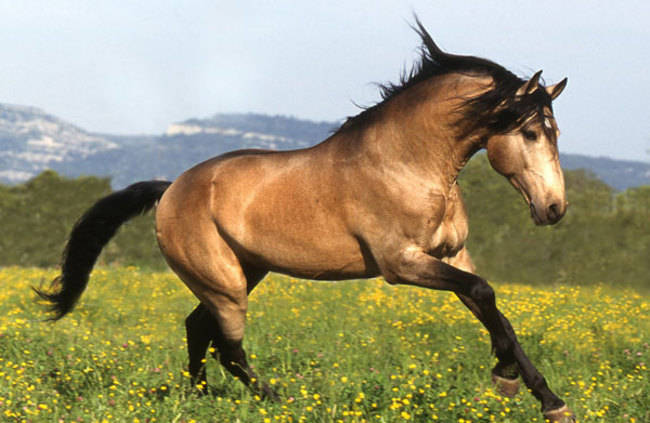 HORSE - BUCKSKIN