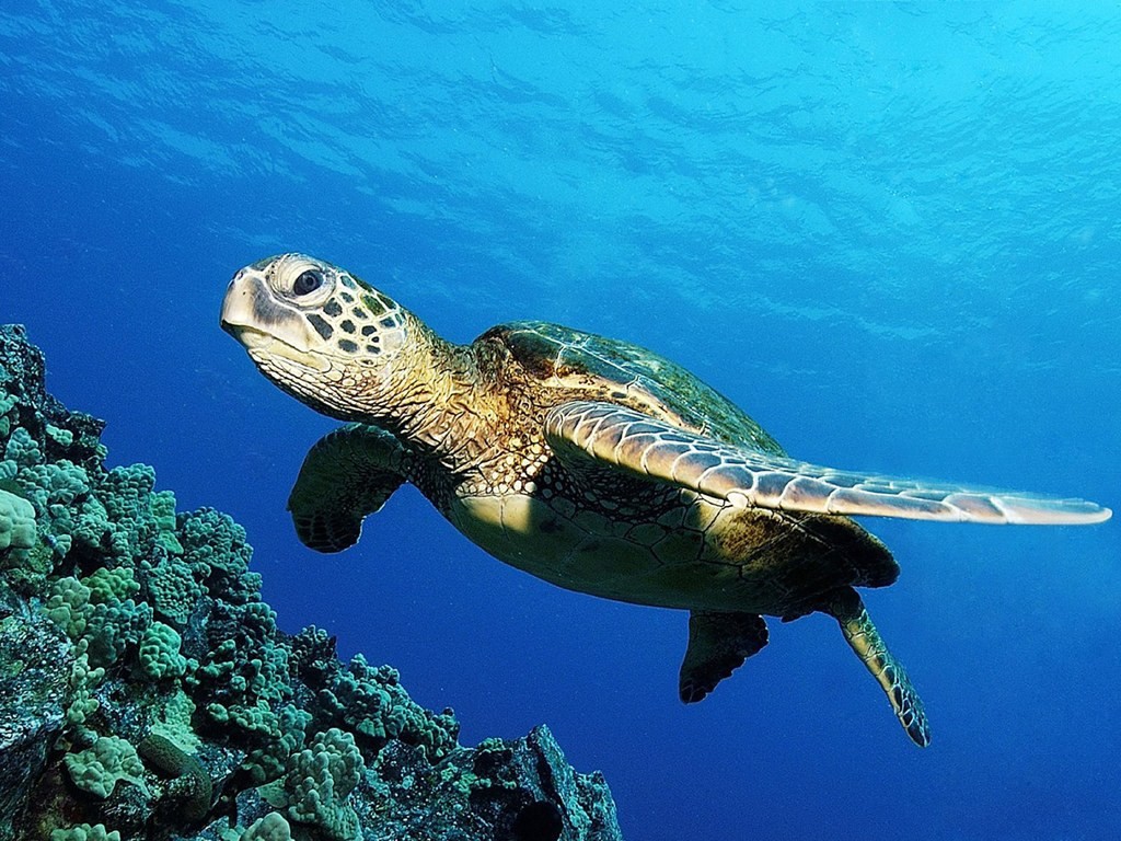 TURTLE 3