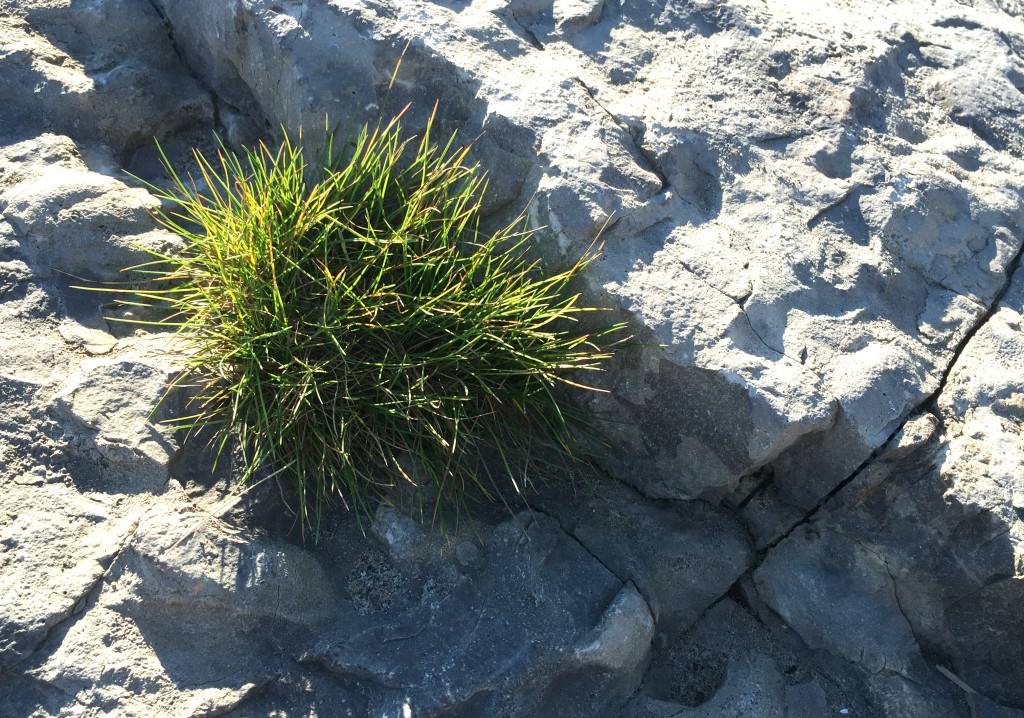 ROE - GRASS - ROCK