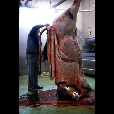 COWS - SKINNING ...