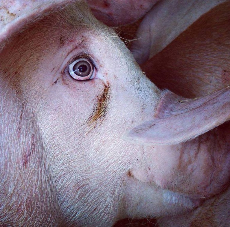 What Is It About Humans That Makes Us So IgnorantCreating Animal Awareness