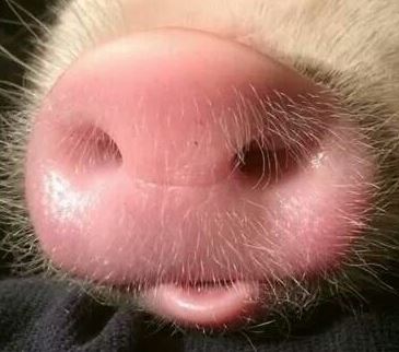 PIG - SNOUT