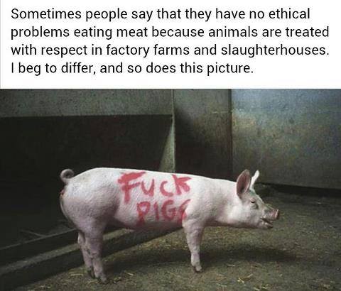 PIGS - FUCK