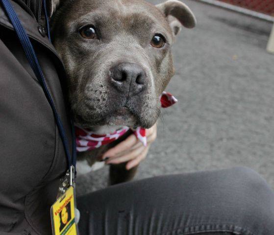 DOG - LOVITA MURDERED - NYC