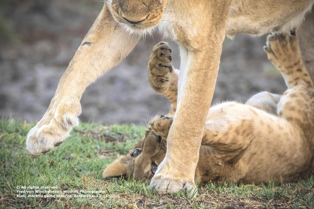 FRED - CUB PLAY WITH MOM