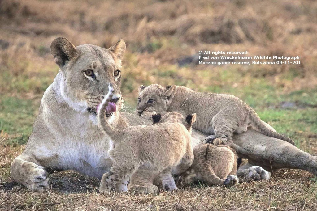 FRED - FEMALE 3 CUBS