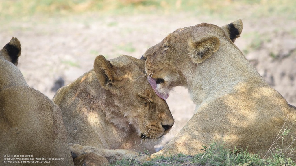 FRED - FEMALES GROOMING