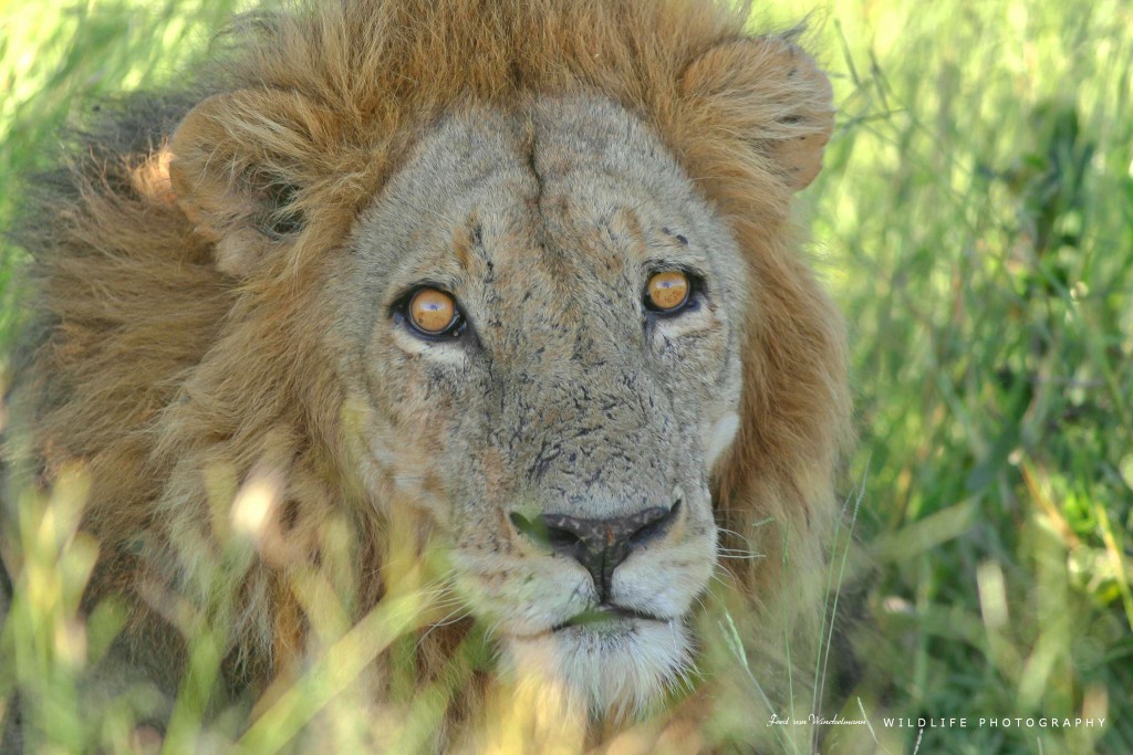 FRED - MALE CLOSE UP