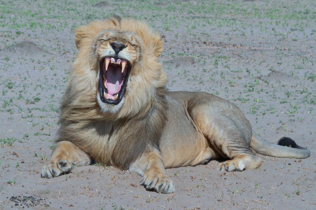 FRED - MALE ROAR