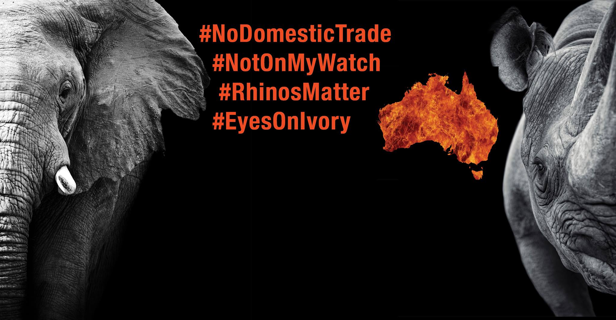 Ban The Australian Trade In Elephant Ivory And Rhino HornCreating